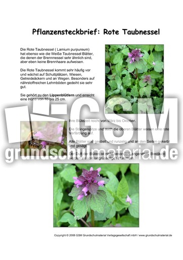 Pflanzensteckbrief-Rote-Taubnessel.pdf